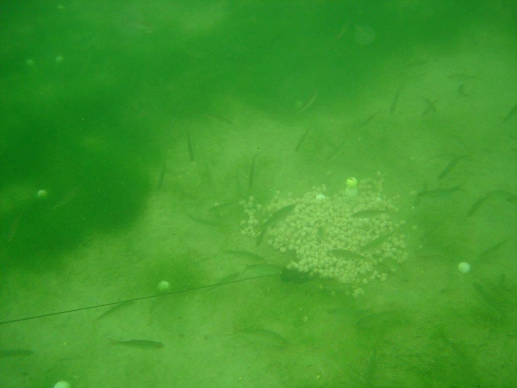 Fishing 4 - 10091984902228644091971931731160o.jpg